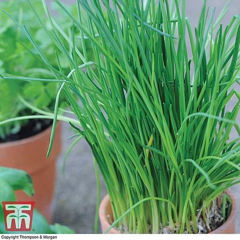 Herb Chives