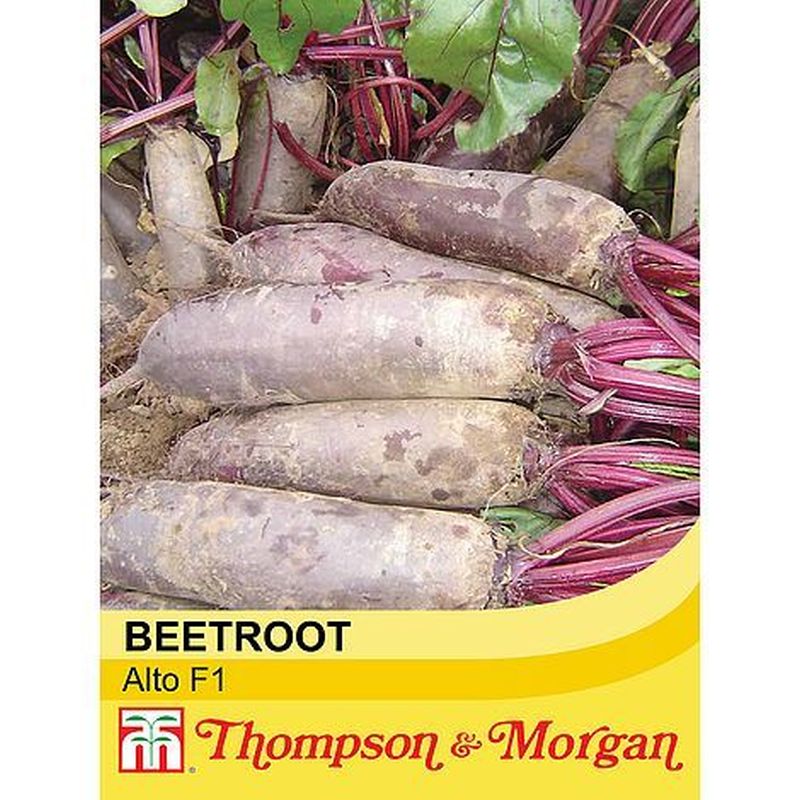 Beetroot Alto Hybrid