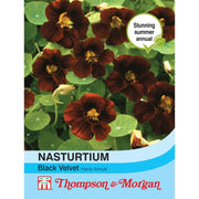 Nasturtium Black Velvet