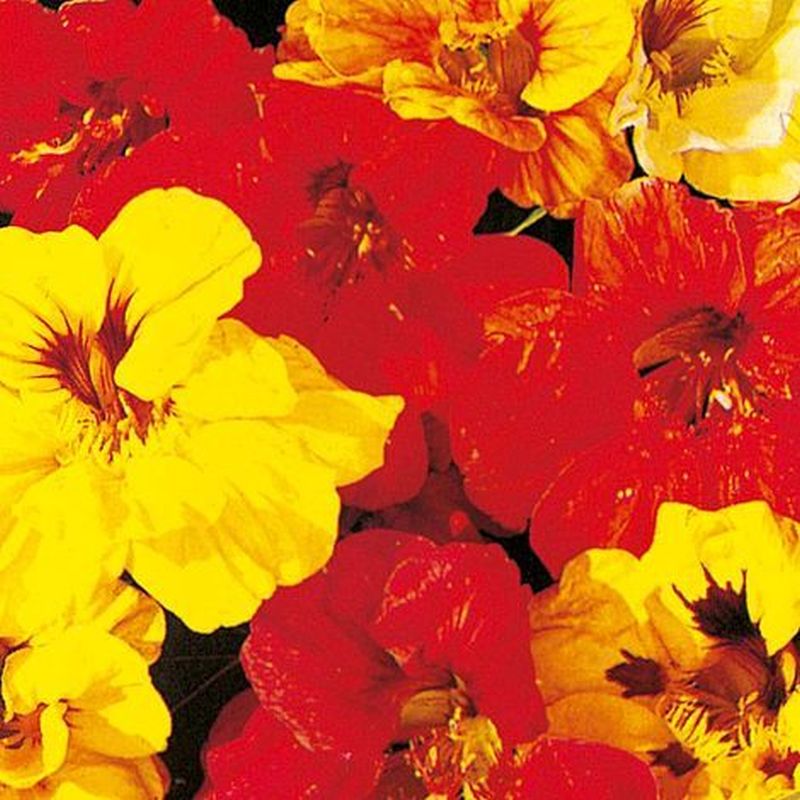 Nasturtium Double Gleam Mix