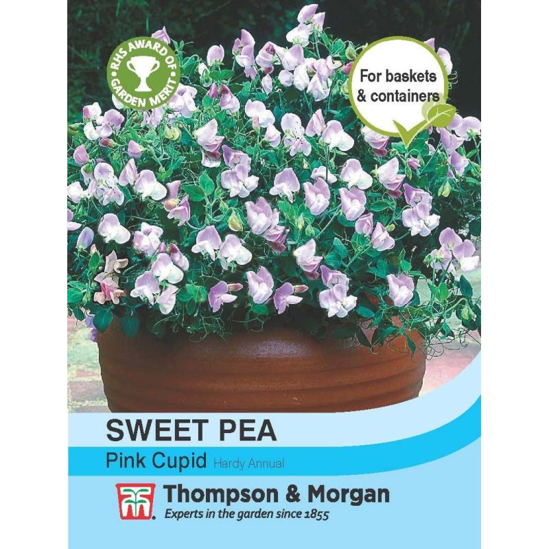 Sweet Pea Pink Cupid