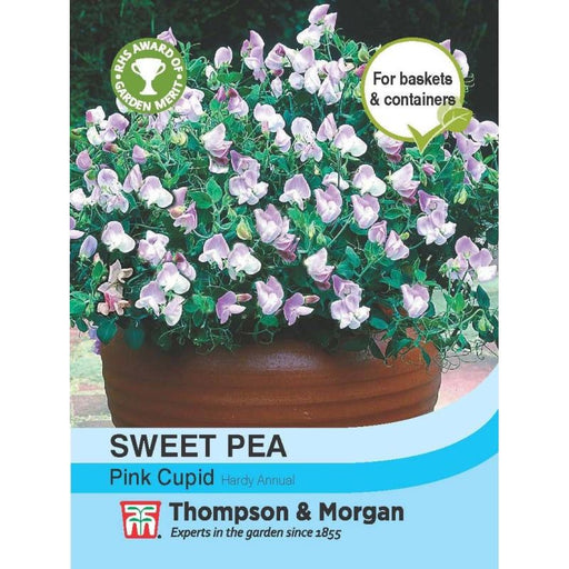 Sweet Pea Pink Cupid