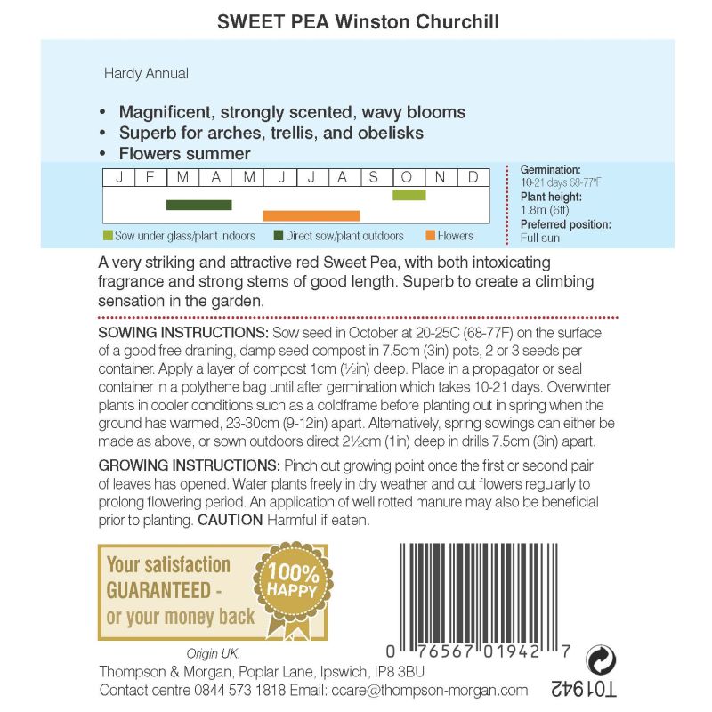 Sweet Pea Winston Churchill