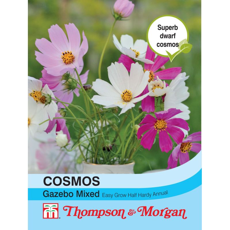 Cosmos bipinnatus Gazebo Mixed