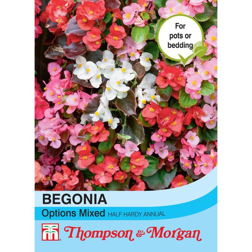 Begonia semperflorens Options