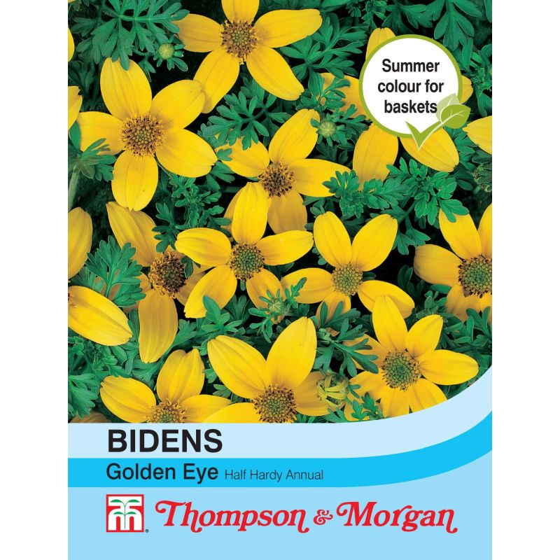 Bidens Golden Eye