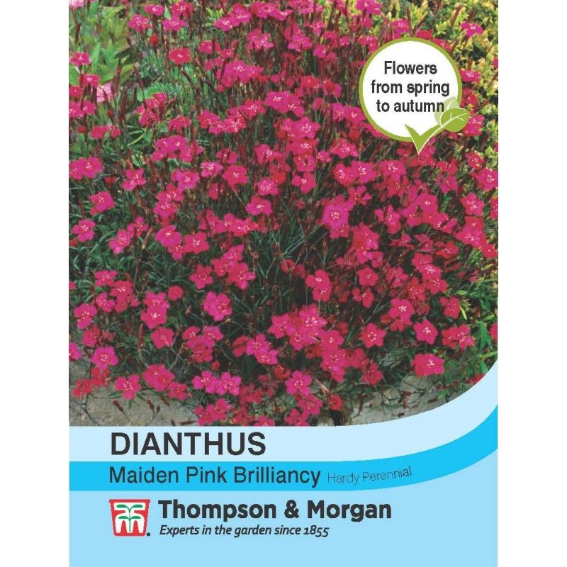 Dianthus Maiden Pink Brillia