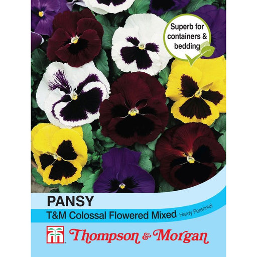 Pansy T&M Colossal Flower Mix
