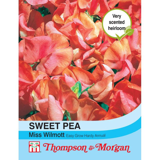 Sweet Pea Miss Willmott