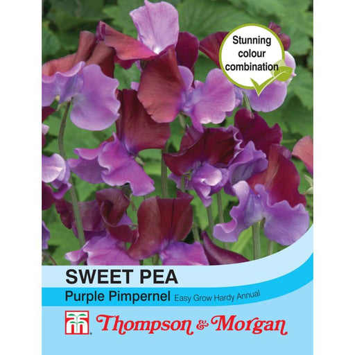 Sweet Pea Purple Pimpernel