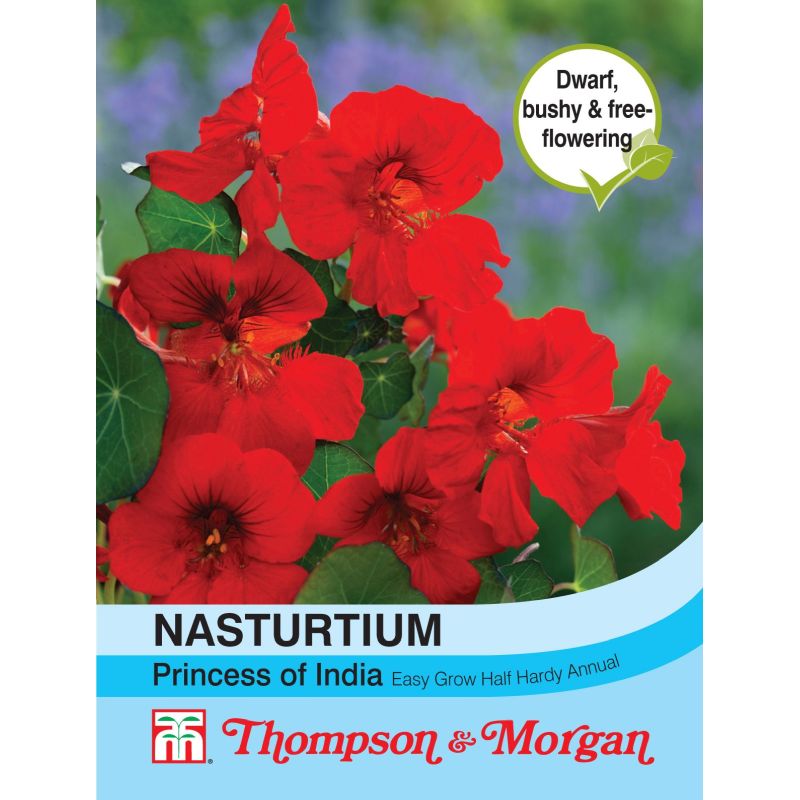 Nasturtium Princess of India