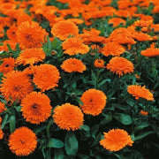 Calendula Candyman Or.