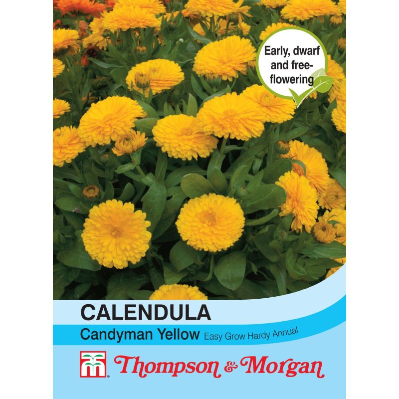 Calendula Candyman Yel