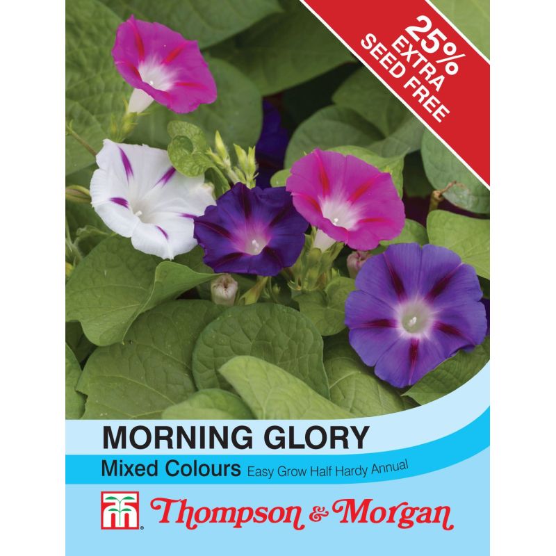 Morning Glory Mix Colours