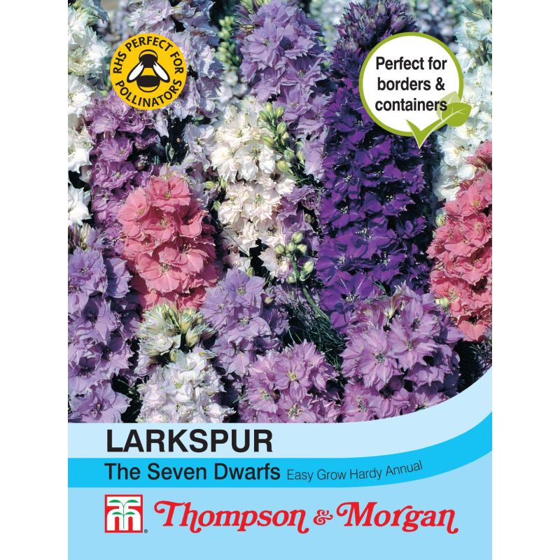 Larkspur The Seven Dwarfs