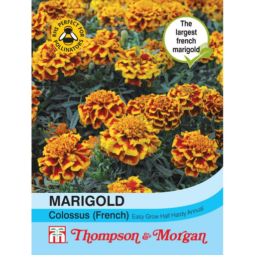 Marigold Colossus
