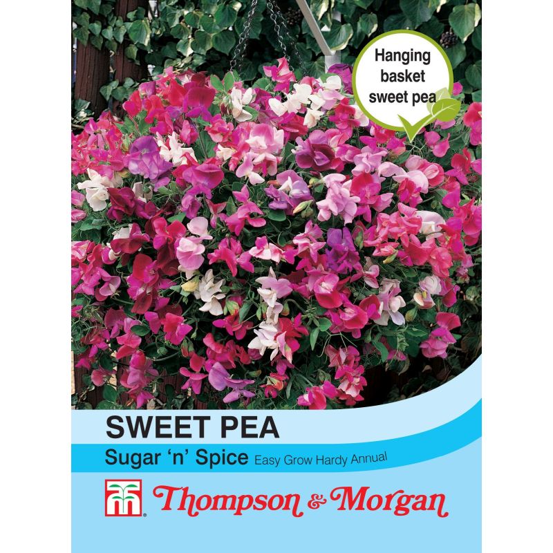 can you plant sweet peas in hanging baskets Sweet Pea Sugar N Spice — Newlands Garden Centre