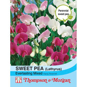 Sweet Pea Everlasting