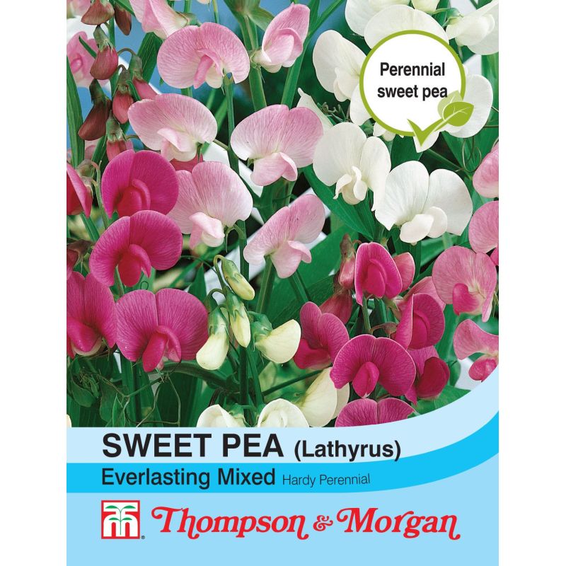 Sweet Pea Everlasting