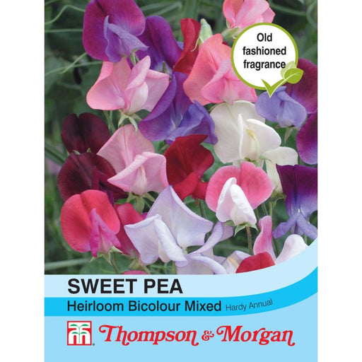Sweet Pea Heirloom Bicolour