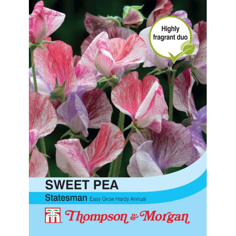 Sweet Pea Statesman Mix