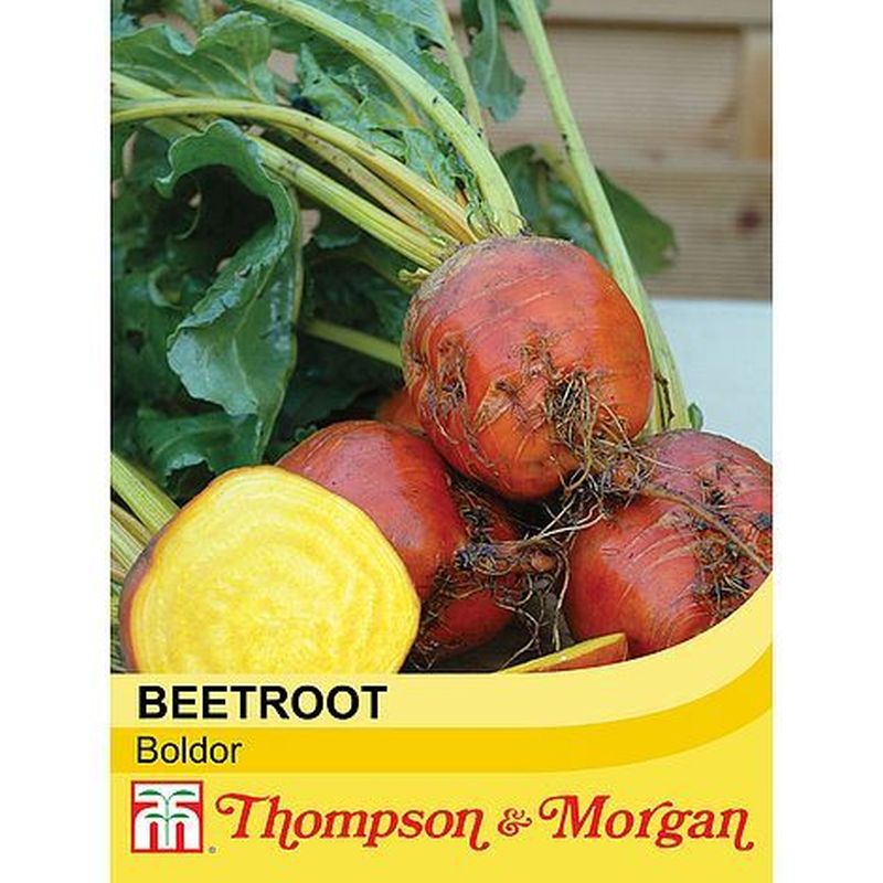 Beet Boldor