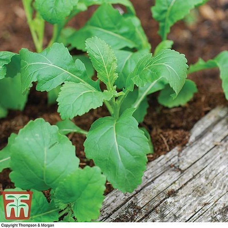 Herb Wild Rocket Wasabi