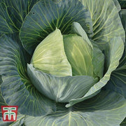 Cabbage Gilson