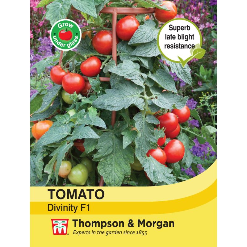 Tomato Divinity