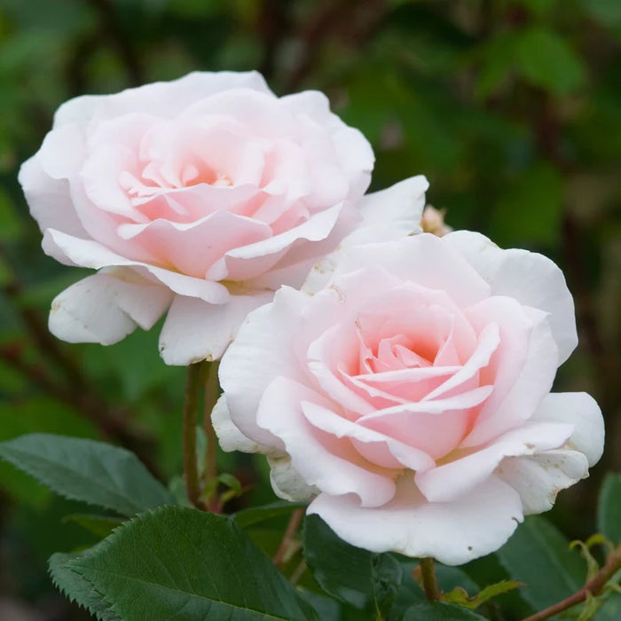 A Whiter Shade of Pale Hybrid Tea Rose 4.5 Litre