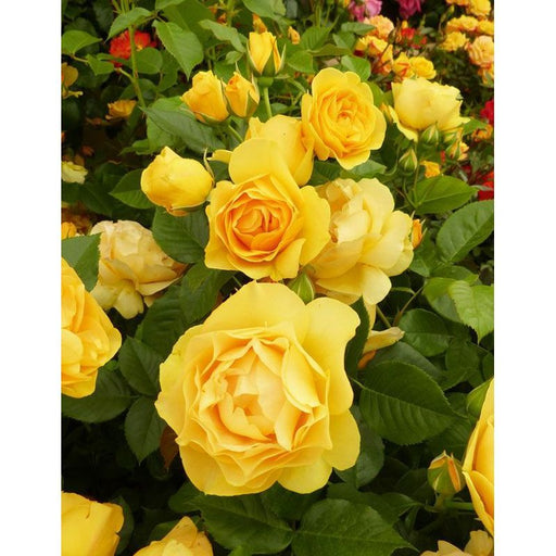 Absolutely Fabulous Floribunda Rose 3.5 Litre