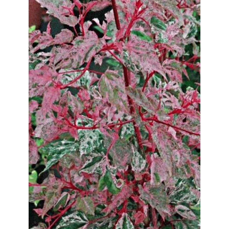 Acer Conspicuum 'Red Flamingo' 180cm 10L