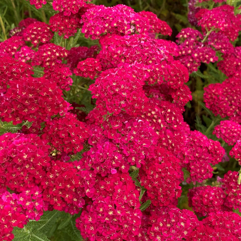 Achillea Tutti Pomegranate | Yarrow