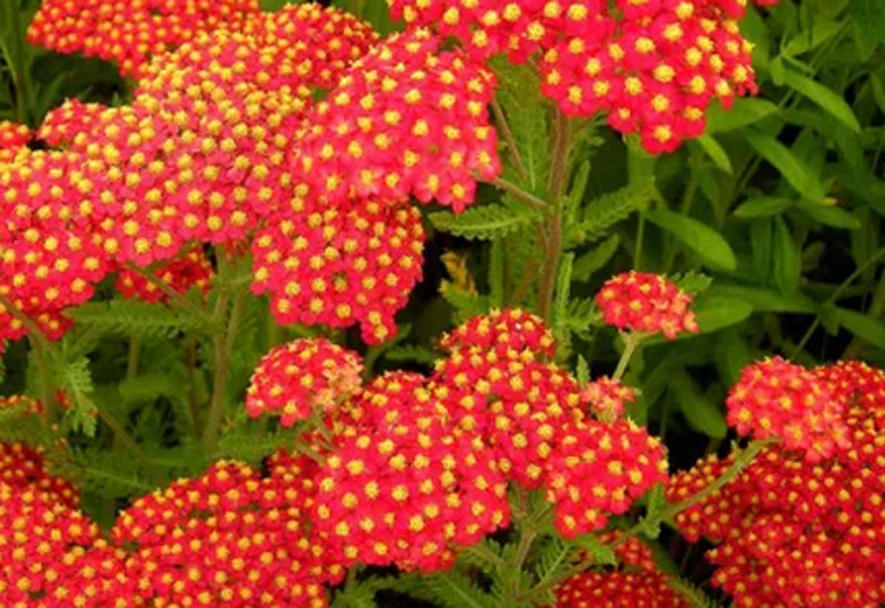 Achillea 'Safran' 2L