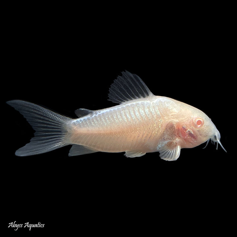 Corydoras Albino