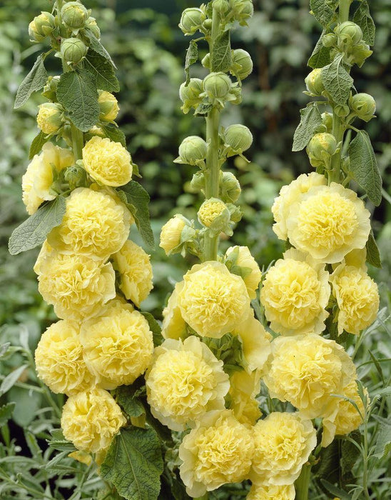 Alcea rosea Double Yellow | Double Flowered Hollyhock 9cm