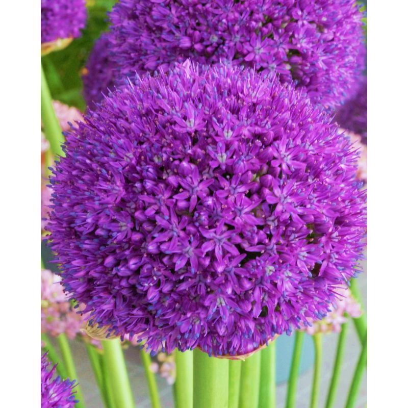 Allium 'Ambassador'