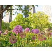 Allium 'Ambassador'