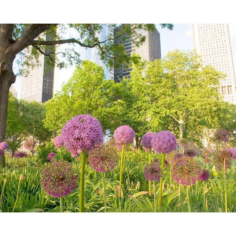 Allium 'Ambassador'