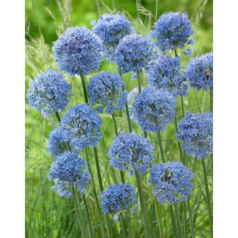 Allium Caeruleum