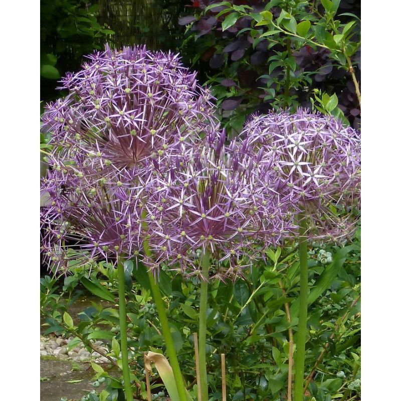 Allium 'Christophii' 15 Pack