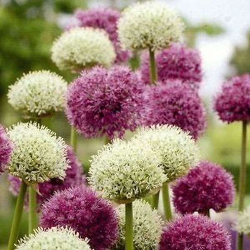 Allium Kings and Queens