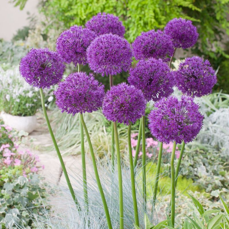 Allium Purple Sensation