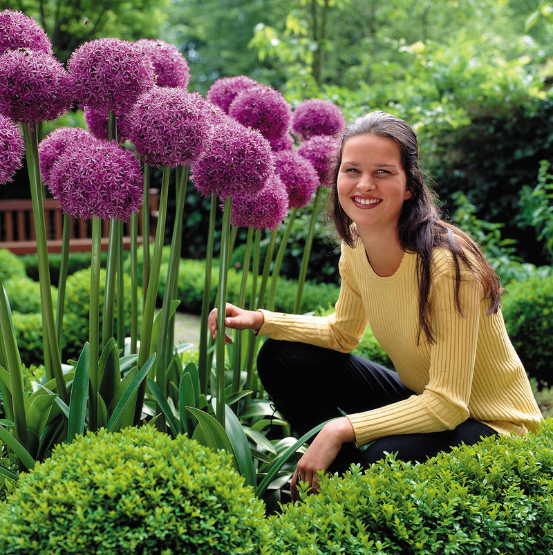 Allium Globemaster