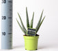 Aloe Vera in Green Pot 12cm