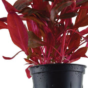 Alternanthera reineckii 'Rosanervig'