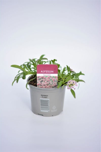 Alyssum Trailing Lavender 10cm