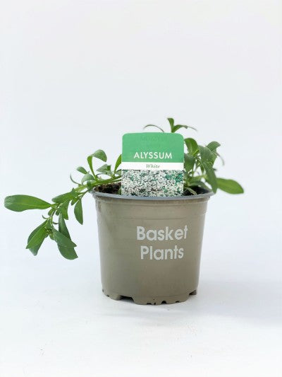 Alyssum White 10cm