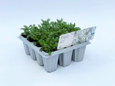 Alyssum White 12 Pack