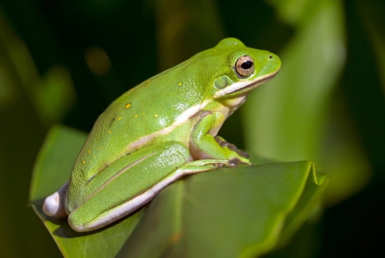 American Green Tree Frog — Newlands Garden Centre